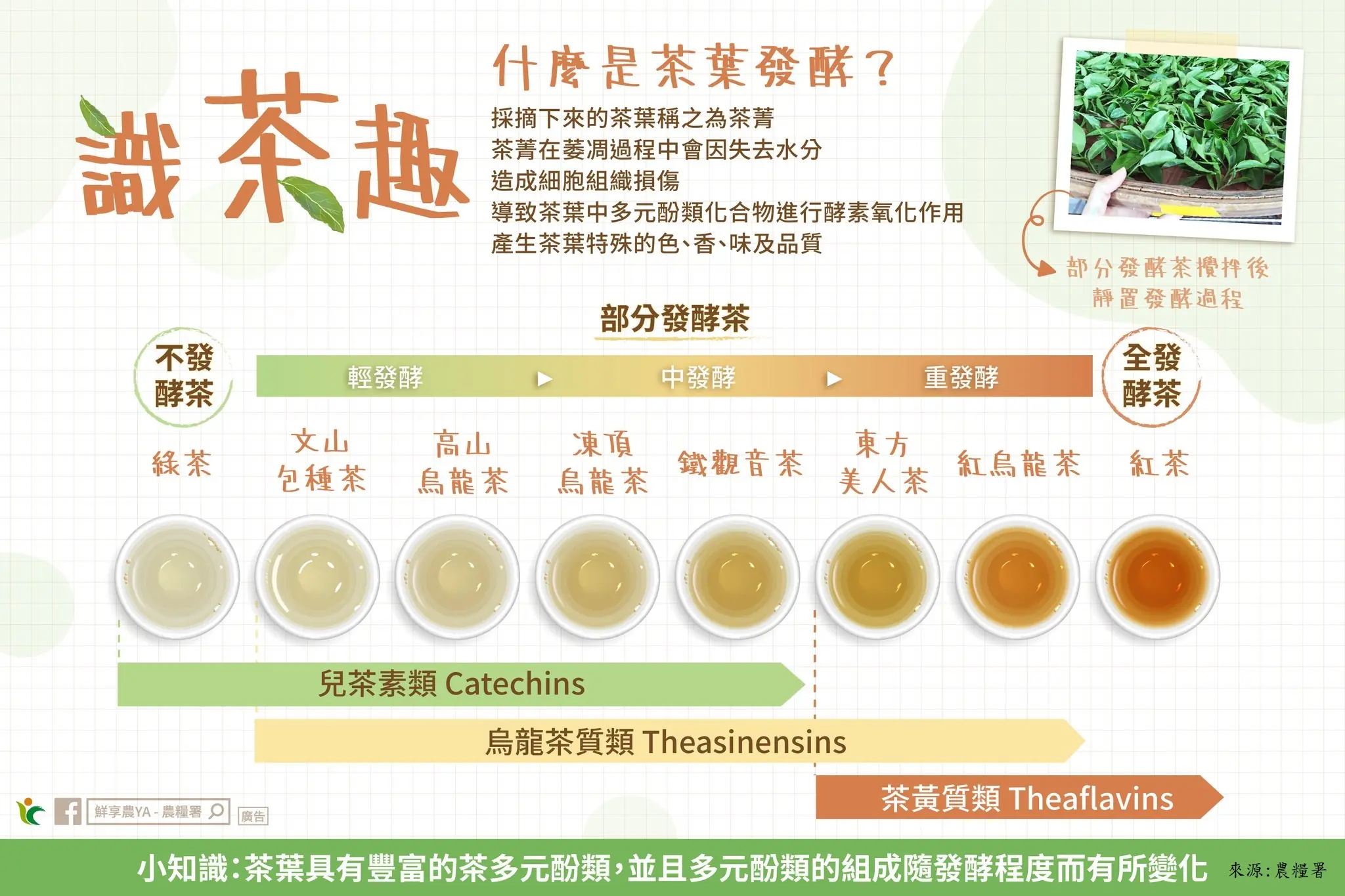 食農教育識茶趣