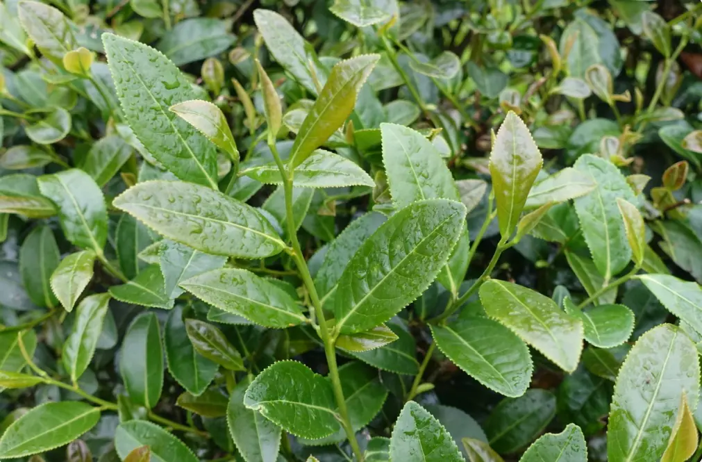 臺灣茶樹品種-臺茶13號翠玉
