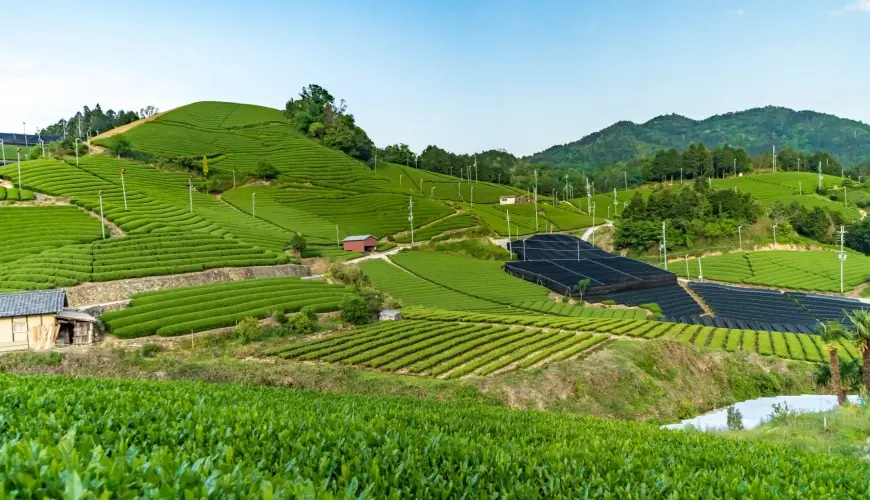 京都宇治茶園