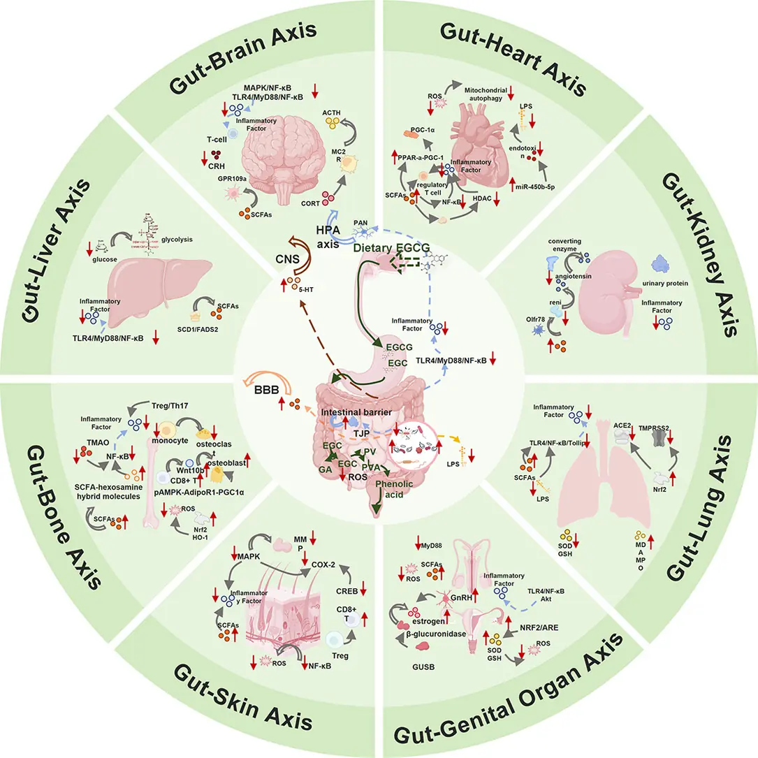 茶多酚 EGCG 與腸道健康軸